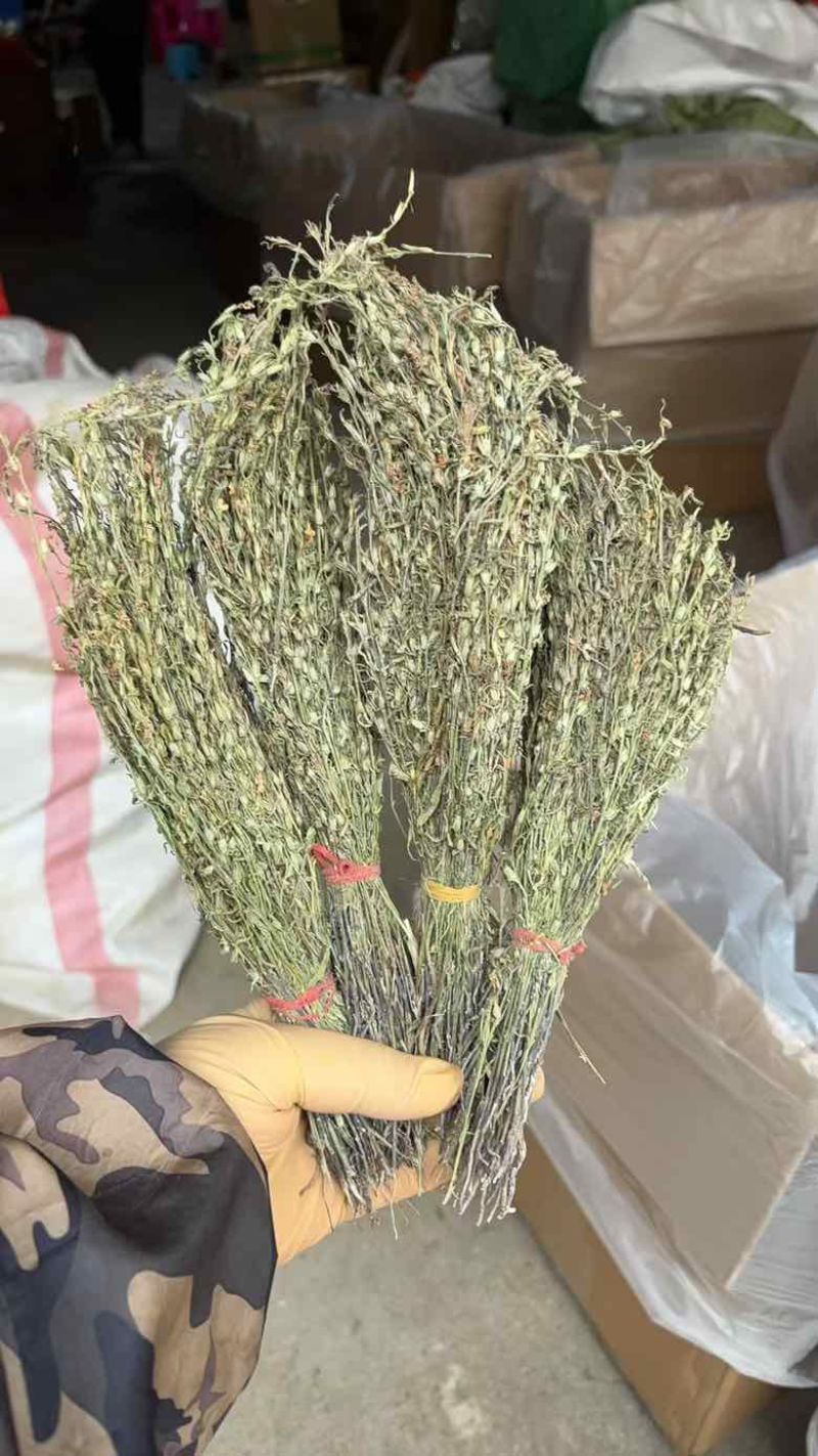 独脚金各规格有货颜色青绿货均有大量供应对接全国市场