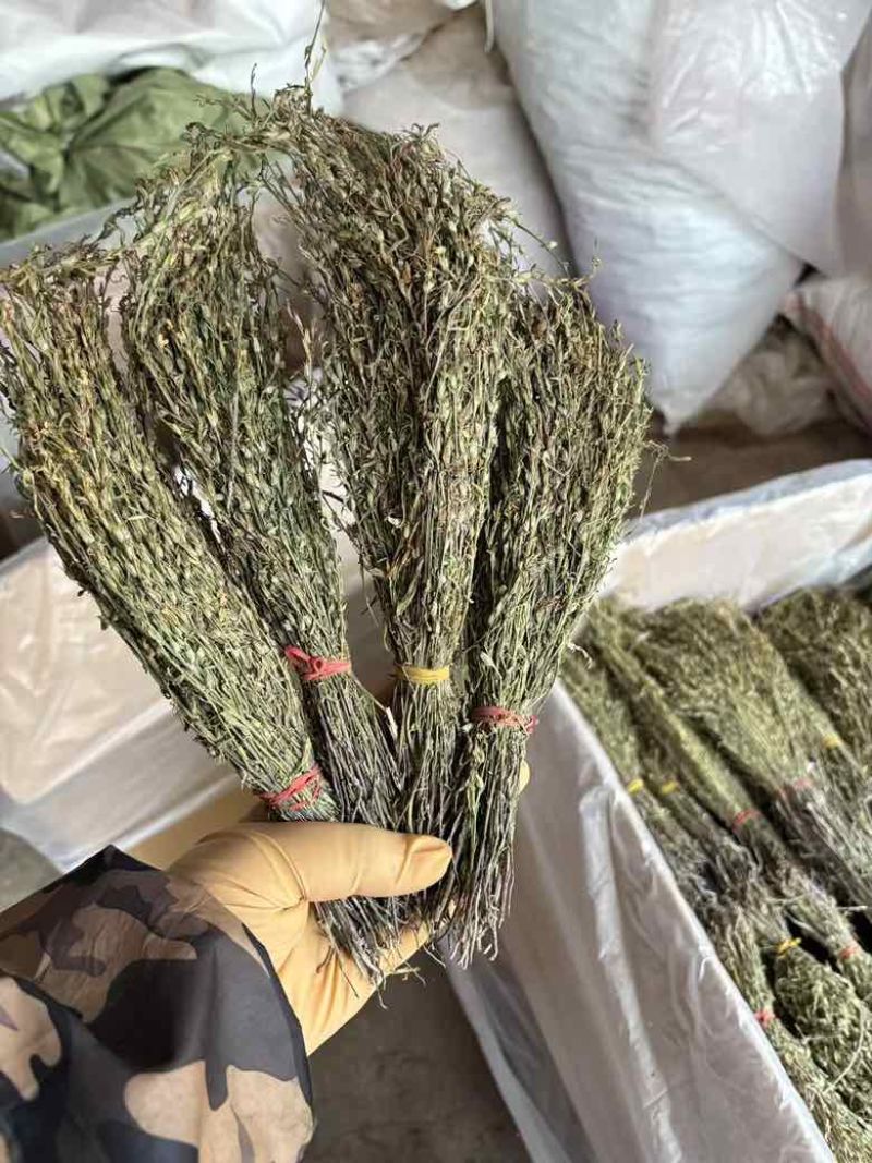 独脚金各规格有货颜色青绿货均有大量供应对接全国市场
