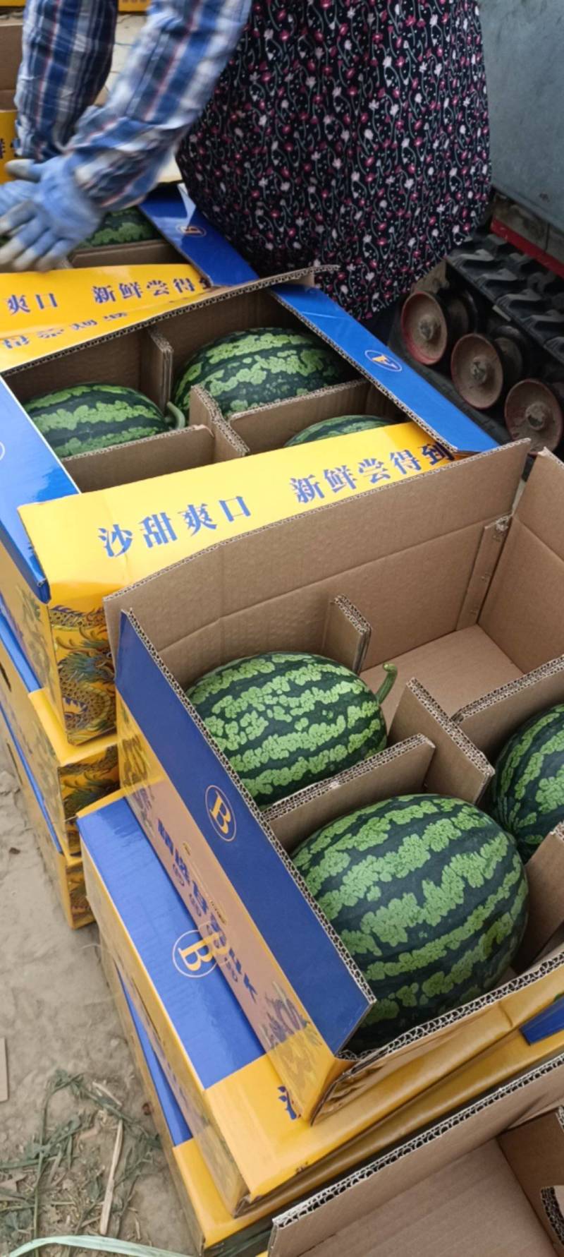 甘美4k西瓜大量上市了！中心糖度13以上！