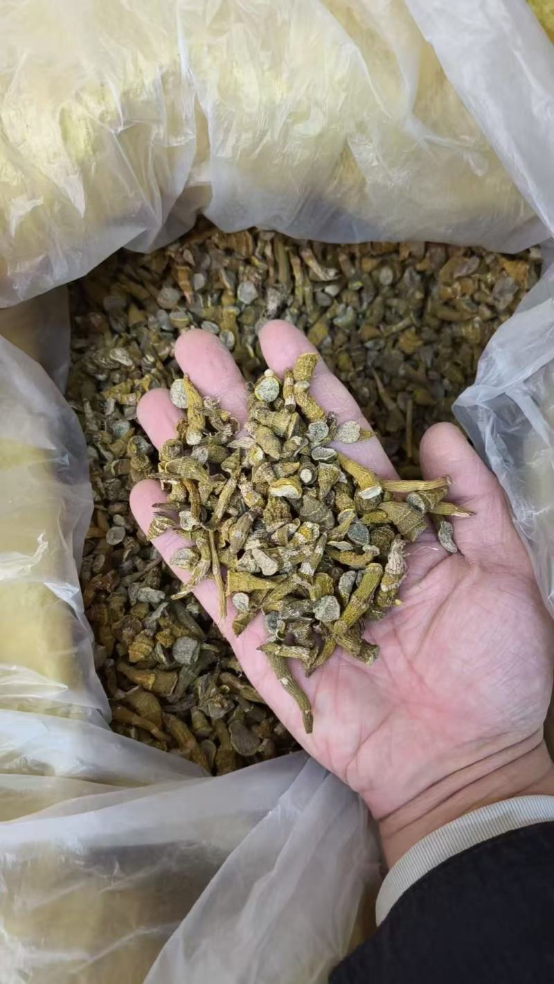 虎牙石斛品质保证大量上市中欢迎来电咨询