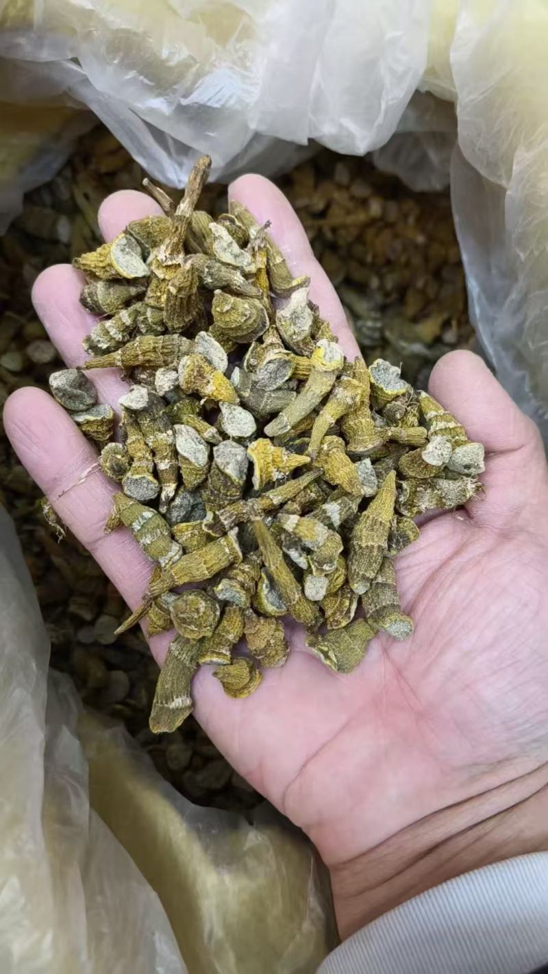 虎牙石斛品质保证大量上市中欢迎来电咨询