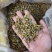 虎牙石斛品质保证大量上市中欢迎来电咨询