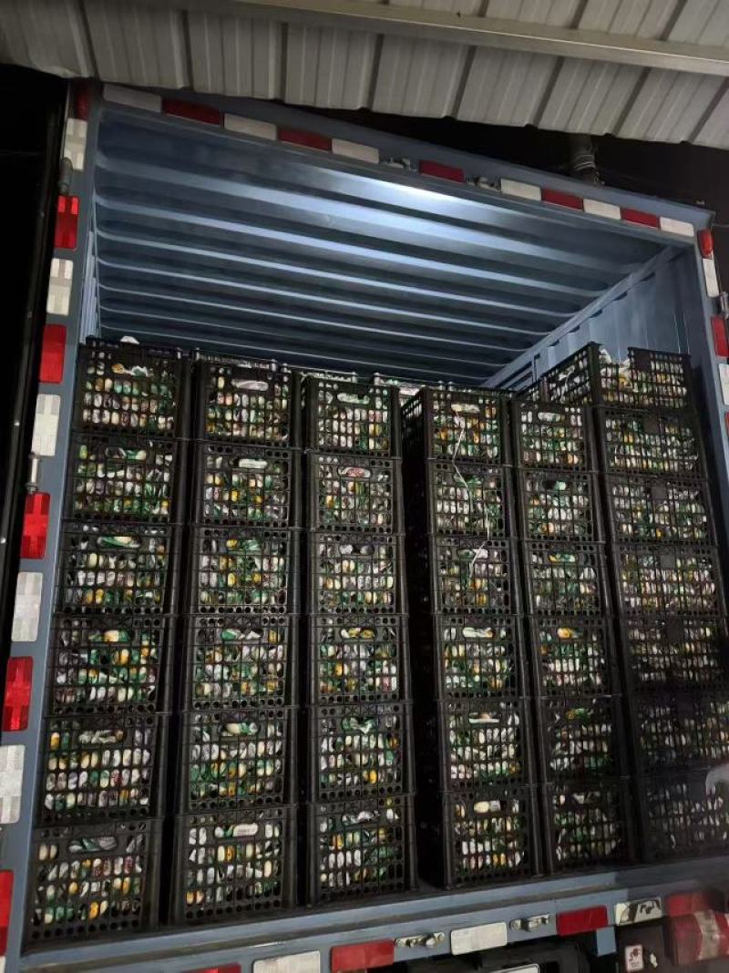 活珠子，产地直发，诚信经营，可视频看货