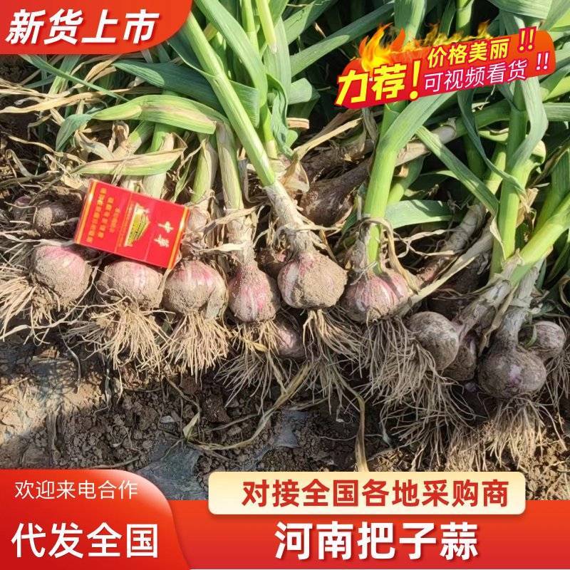 【精品把子蒜】开封尉氏头大苗青货源充足。大量热销中。。