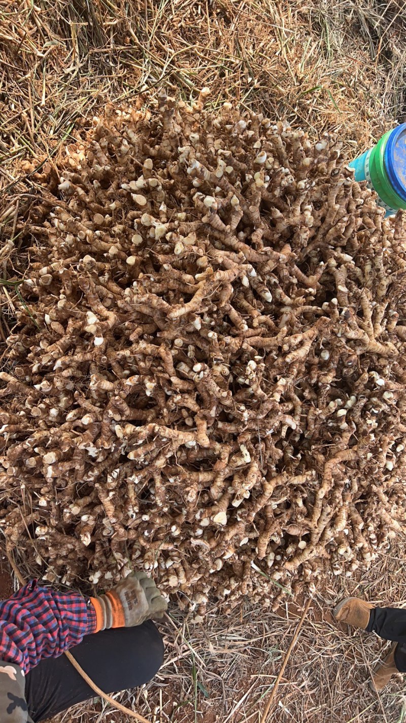 精品高良姜，产地直发，大量供应，可视频看货