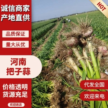 【把子蒜】头大苗青货源充足大量上货中电联价格优惠