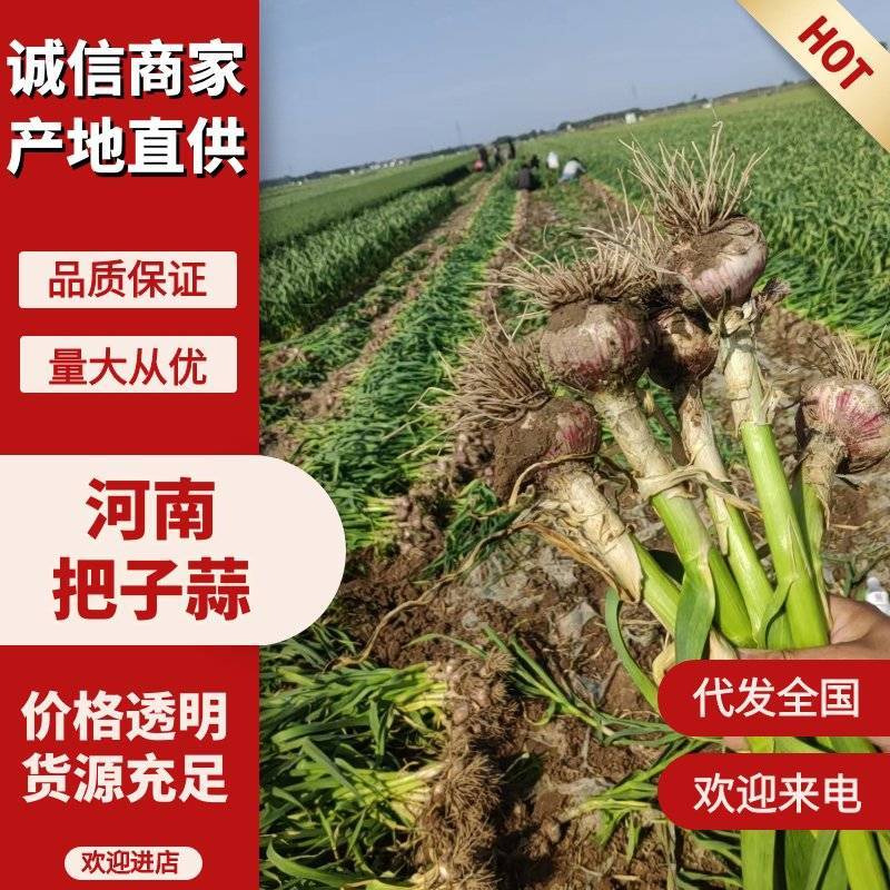 【把子蒜】头大苗青货源充足大量上货中电联价格优惠