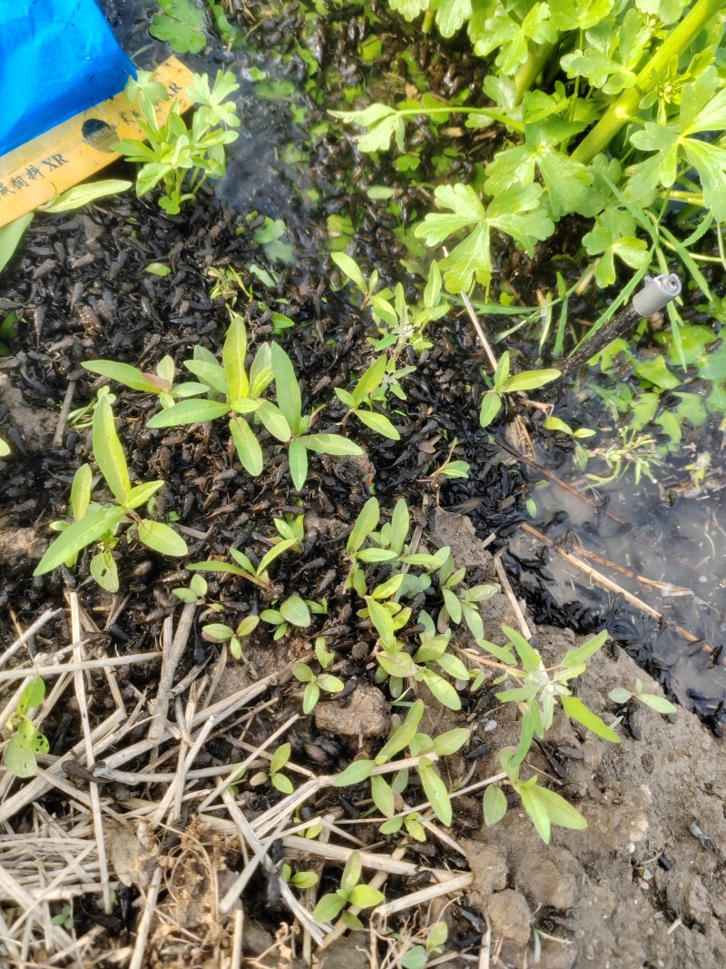 药用蟾蜍人工养殖江苏基地直供量大优惠欢迎订购