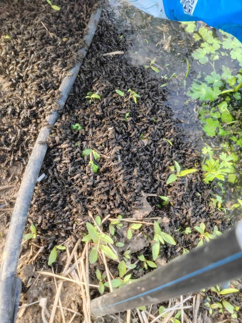 药用蟾蜍人工养殖江苏基地直供量大优惠欢迎订购