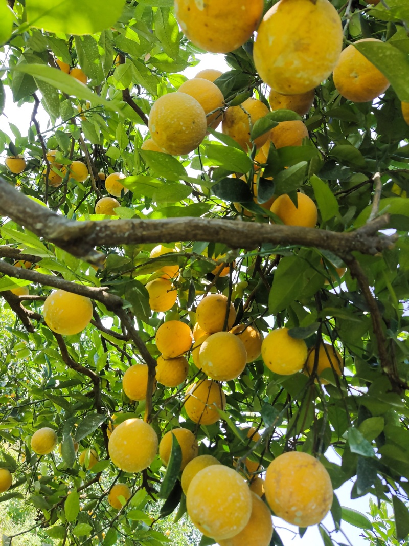 精品超甜夏橙就在我这里大量供应欢迎来电咨询