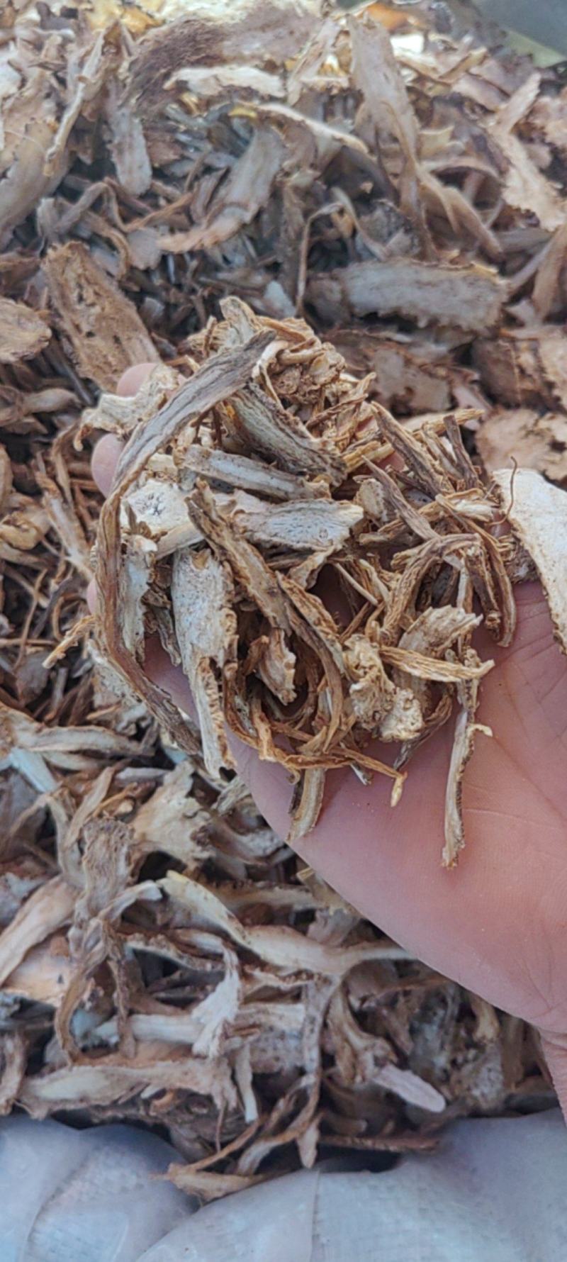 当归批发价格