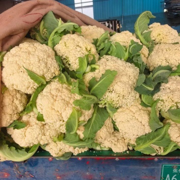 80天小米粒花菜2斤左右，花面乳白，根子不大