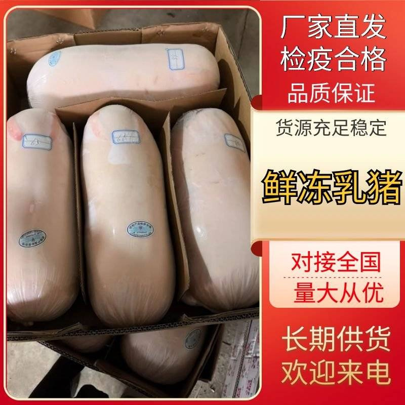 乳猪