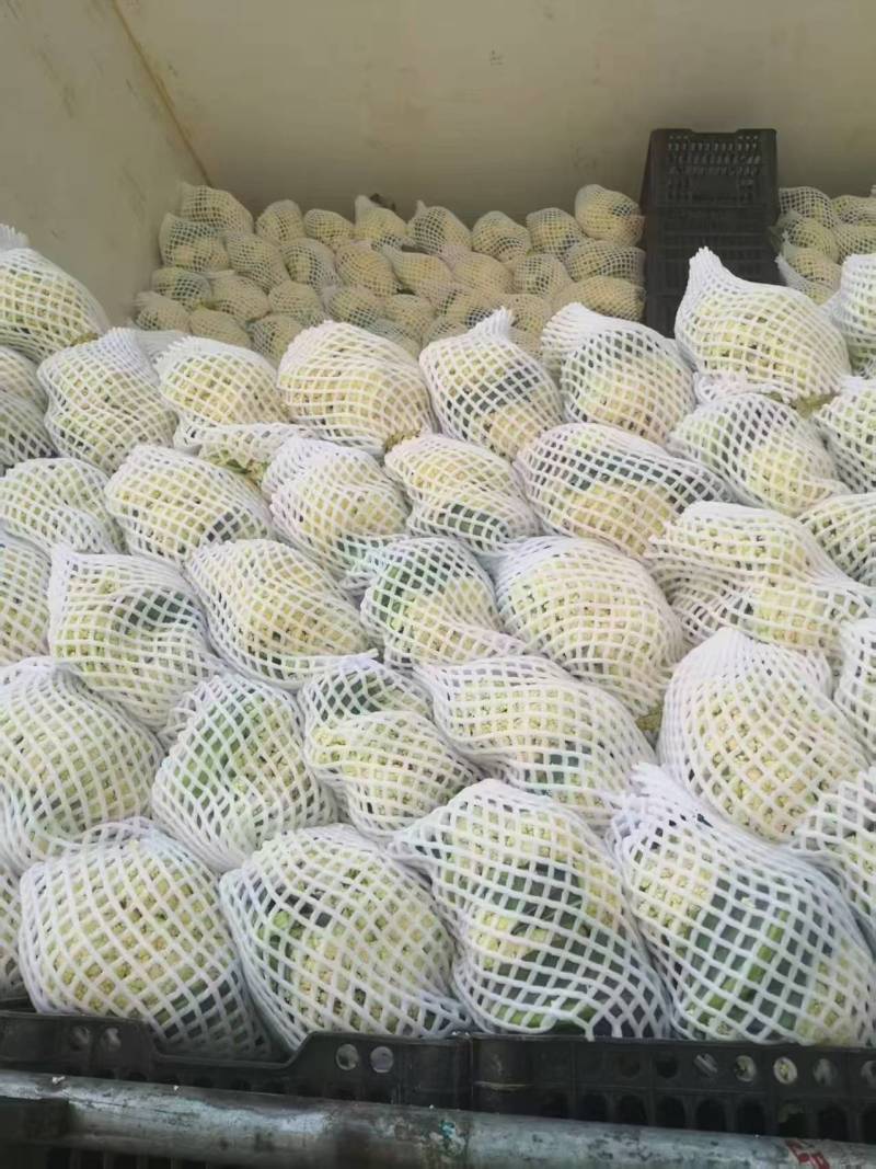 80天小米粒花菜2斤左右，花面乳白，根子不大