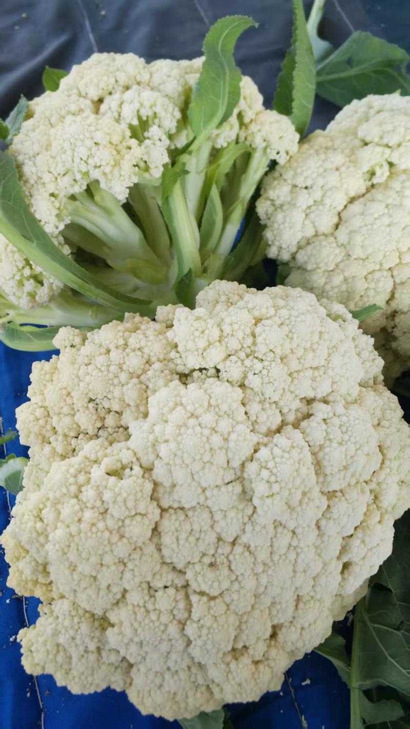 80天小米粒花菜2斤左右，花面乳白，根子不大