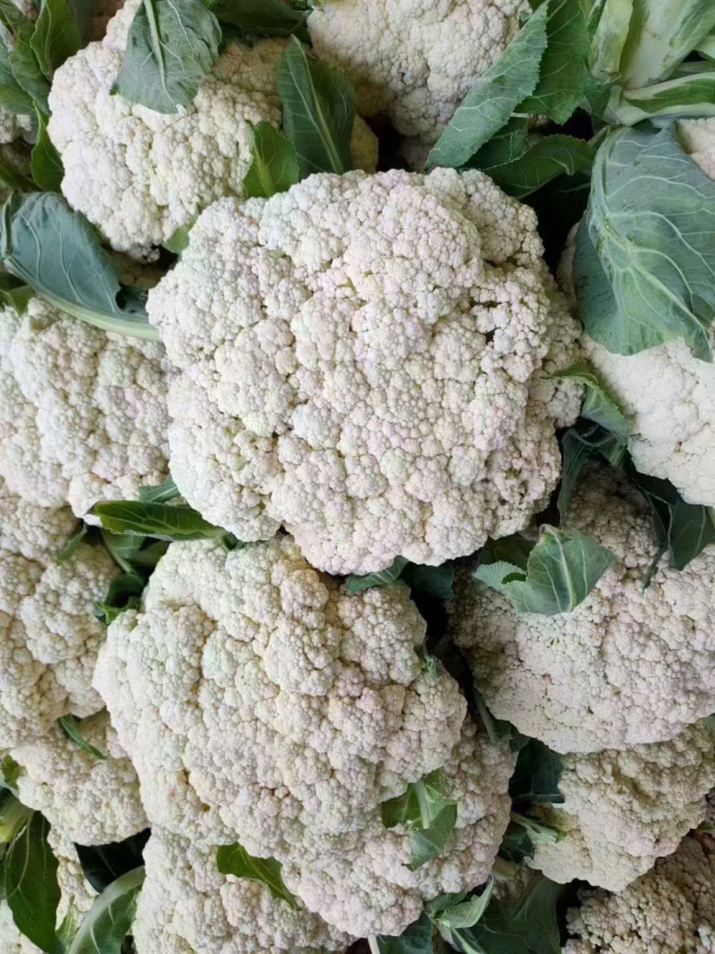 80天小米粒花菜2斤左右，花面乳白，根子不大