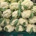 80天小米粒花菜2斤左右，花面乳白，根子不大