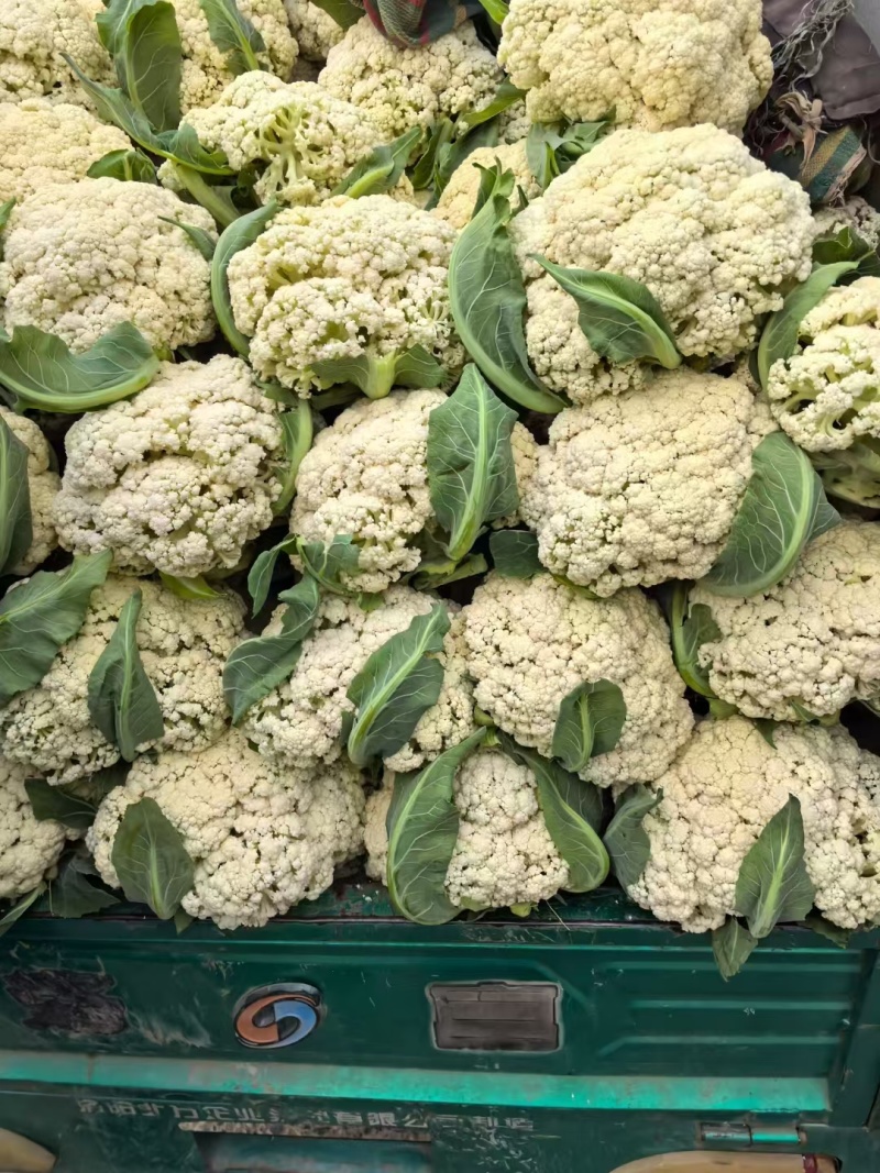 80天小米粒花菜2斤左右，花面乳白，根子不大