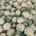 80天小米粒花菜2斤左右，花面乳白，根子不大