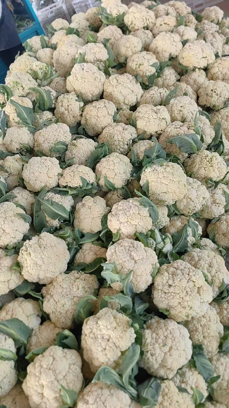 80天小米粒花菜2斤左右，花面乳白，根子不大