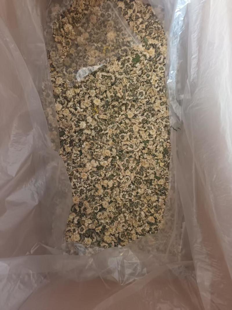河南焦作怀菊花，大量上市，保质保量，欢迎老板咨询
