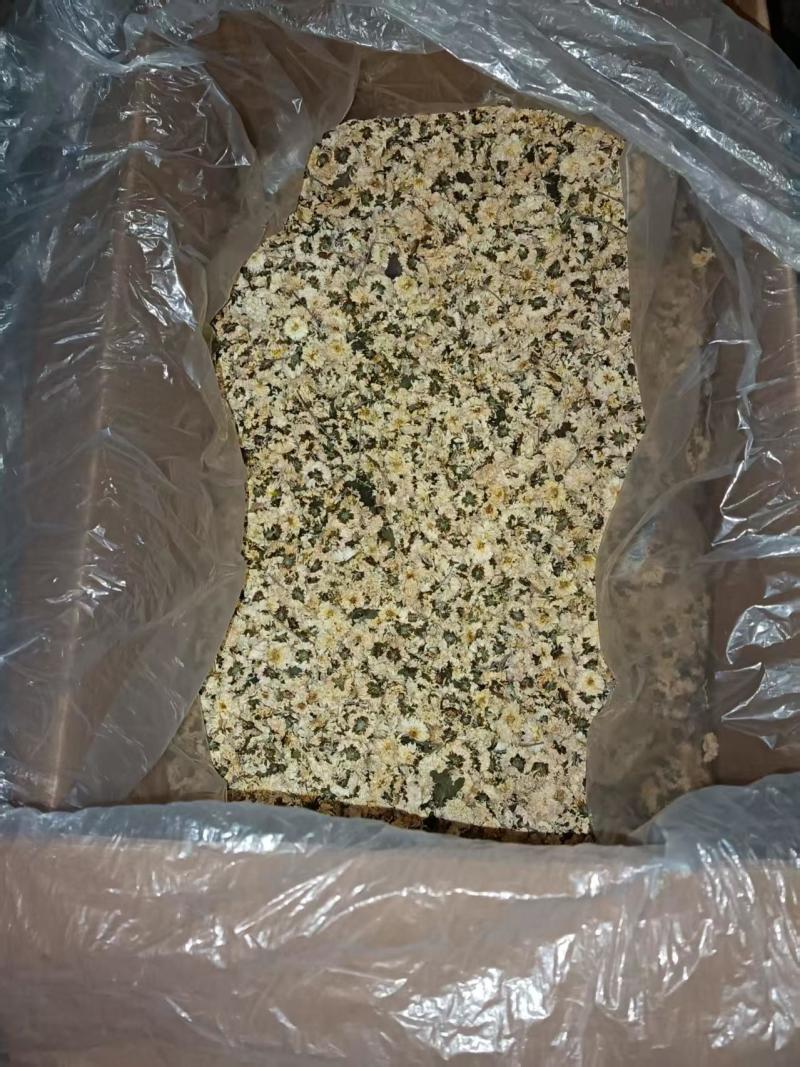 河南焦作怀菊花，大量上市，保质保量，欢迎老板咨询