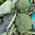 小米粒西兰花，蘑菇型，花面平整，2.5指把，无空心，无黄