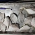 精品小白鲳3-4两全国可发价格透明工厂直销