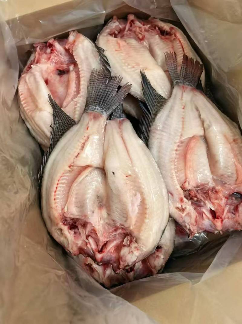 精品三去开背罗非鱼对接各大商超全国可发量大从优