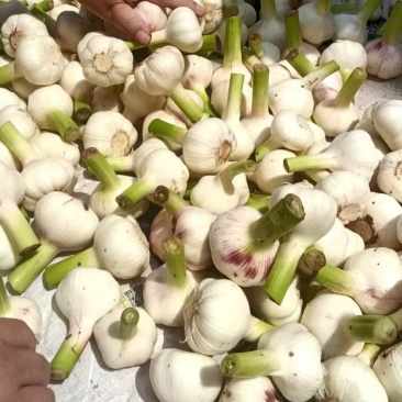 精品大蒜大量有货产地直供一手货源欢迎各位老板洽谈