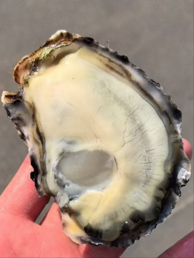 自有养殖加工厂乳山二倍体生蚝原产地直发