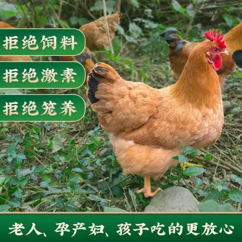 精品土鸡，江西谷物喂养，山林散养，一手货源。量大从优