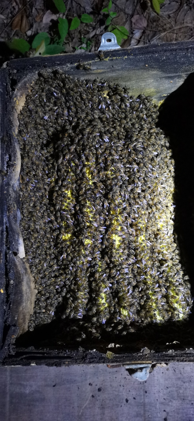 野生蜂蜜