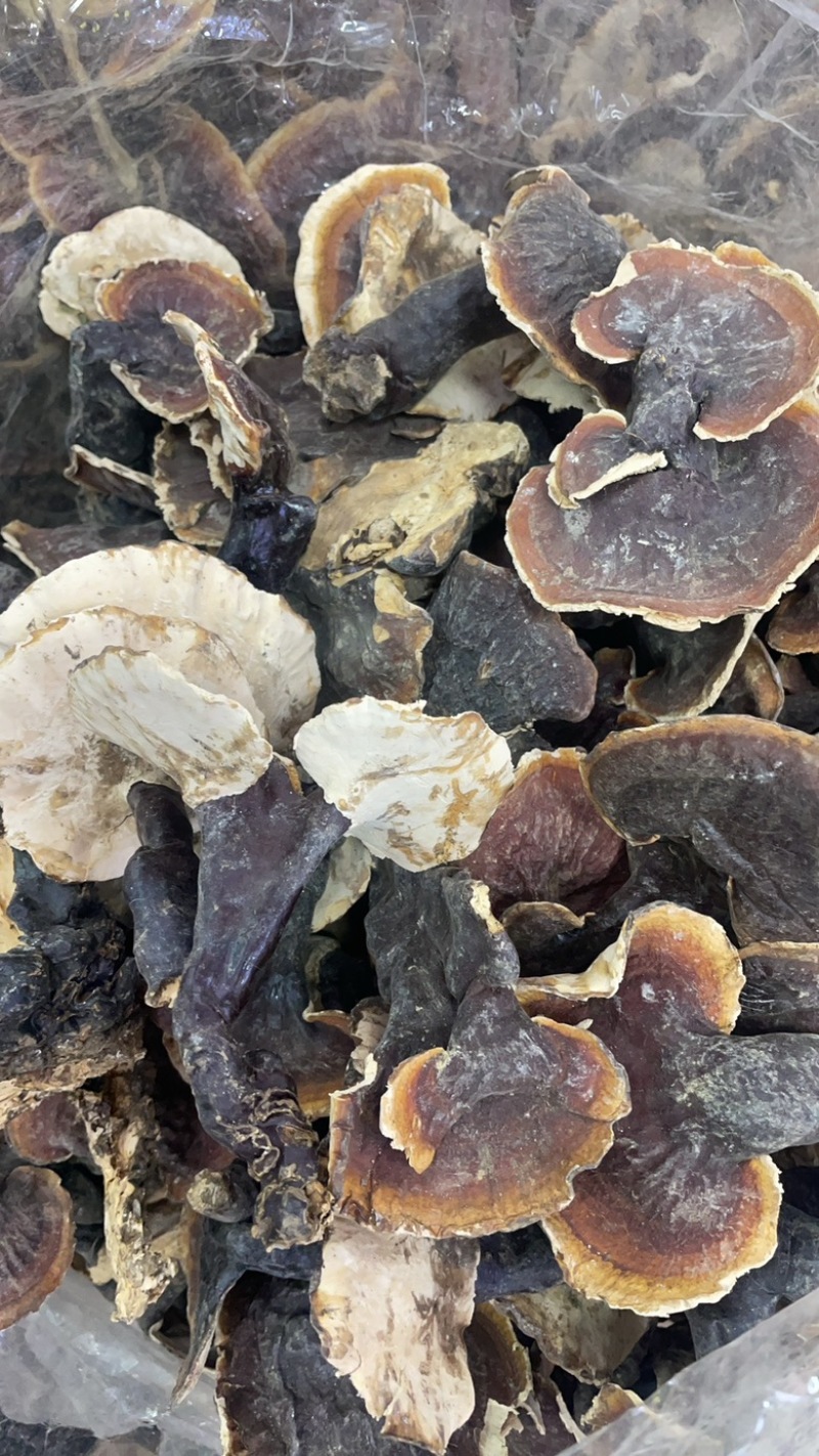 白肉灵芝大货批发