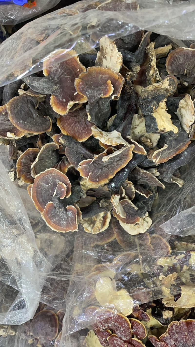 白肉灵芝大货批发