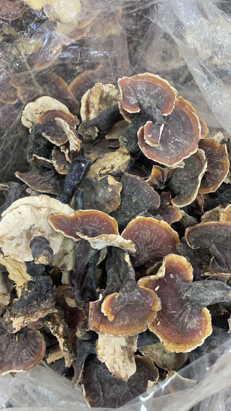 白肉灵芝大货批发