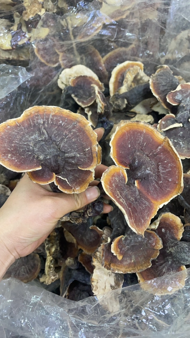 白肉灵芝大货批发