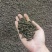 安徽双孢菇菇渣通用有机肥基地直发保质保量一条龙服务诚信合