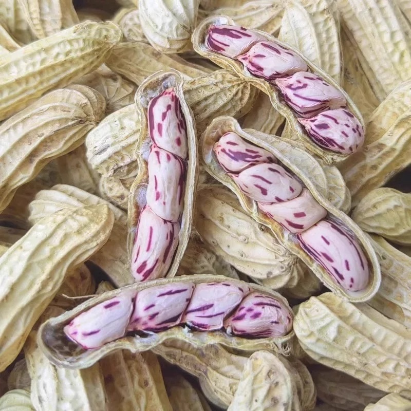 七彩花生炒熟花生大货批发