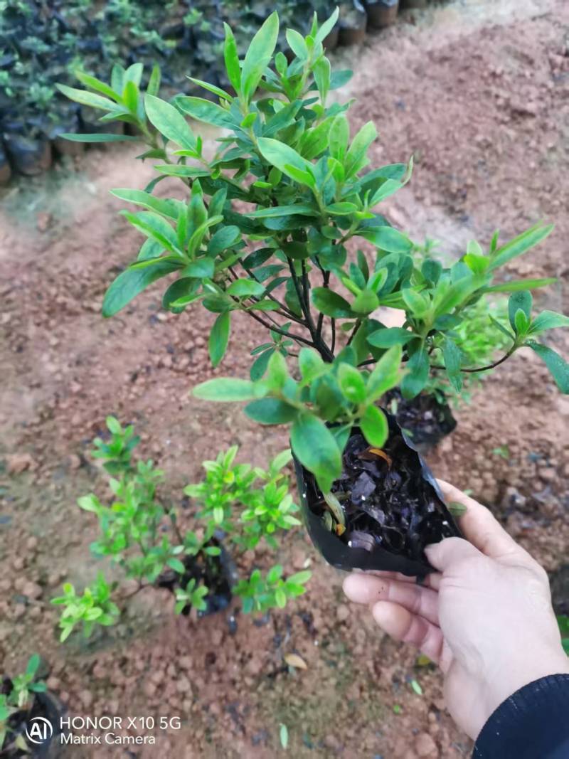 毛娟大杯