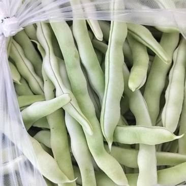 山东平度芸豆大量上市了，欢迎朋友前来采购