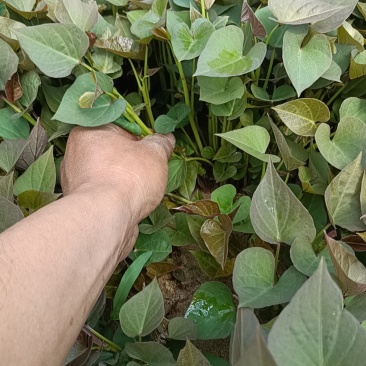 西瓜红红薯苗