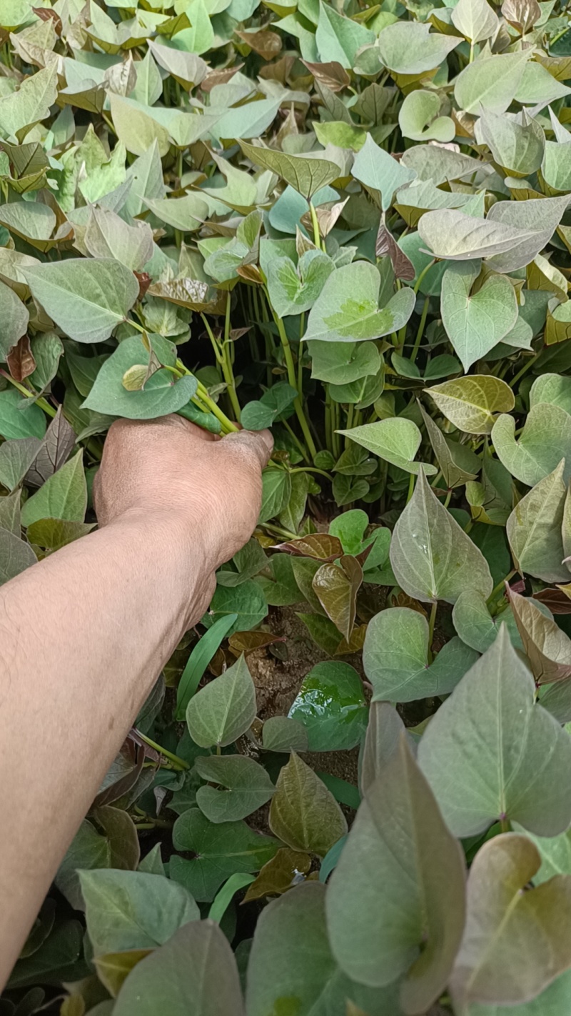 西瓜红红薯苗