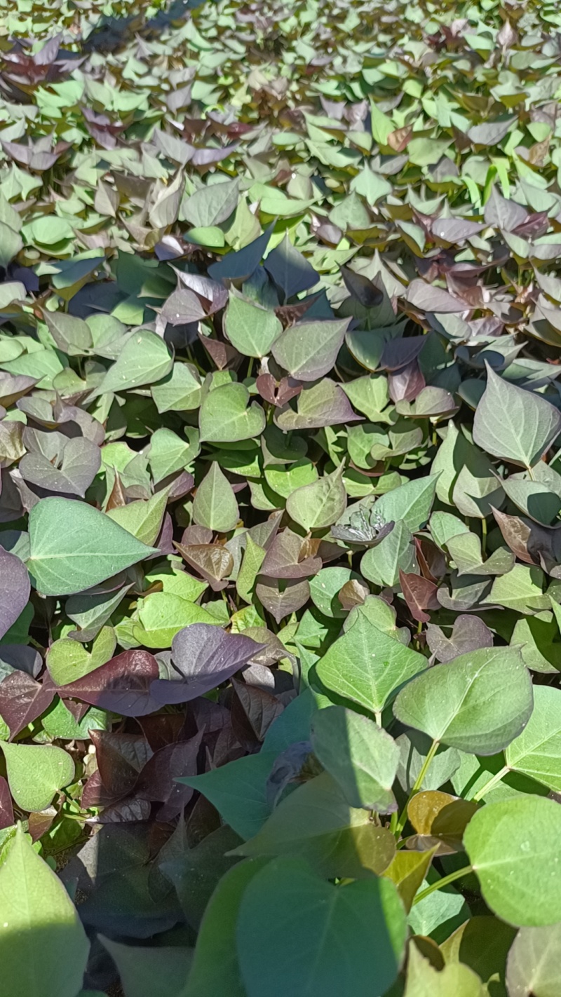 西瓜红红薯苗