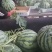 万亩无籽美都大量有现货，保质保量，价格优产地直销