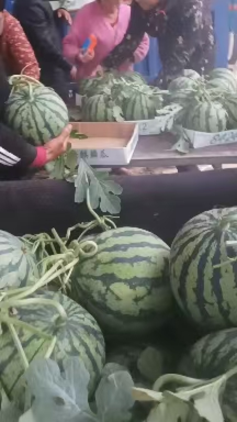 万亩无籽美都大量有现货，保质保量，价格优产地直销