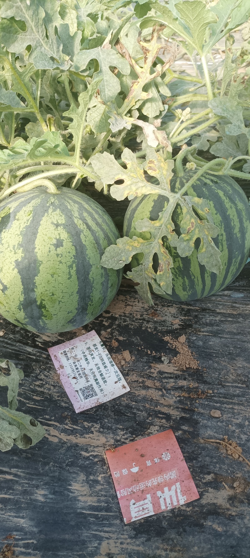 万亩无籽美都大量有现货，保质保量，价格优产地直销