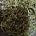 金银花大货价格