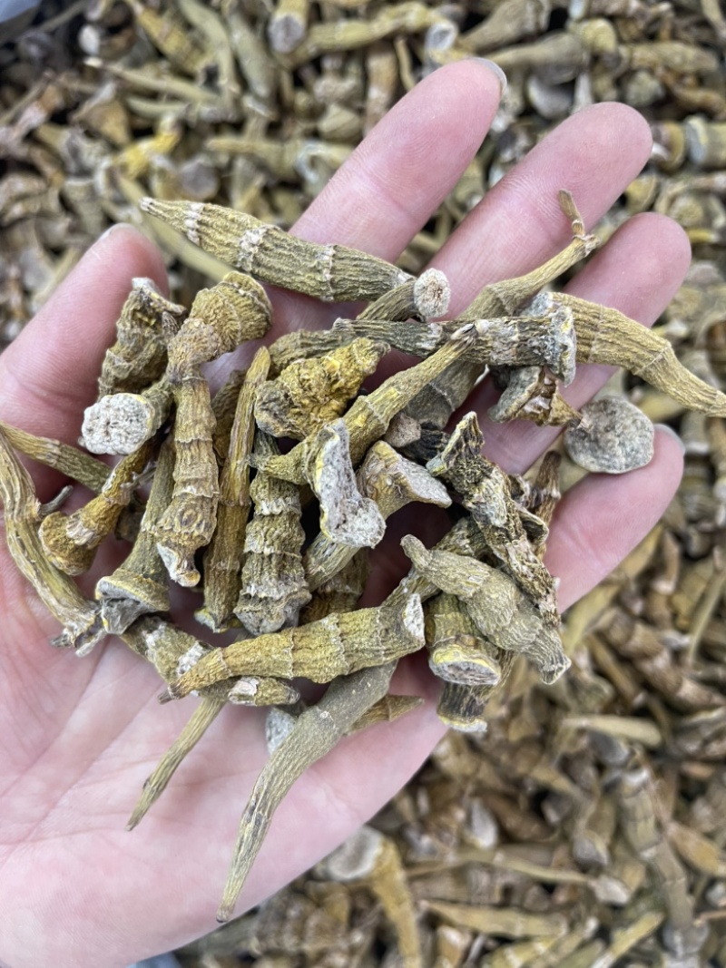 虎牙石斛大货批发一手货源