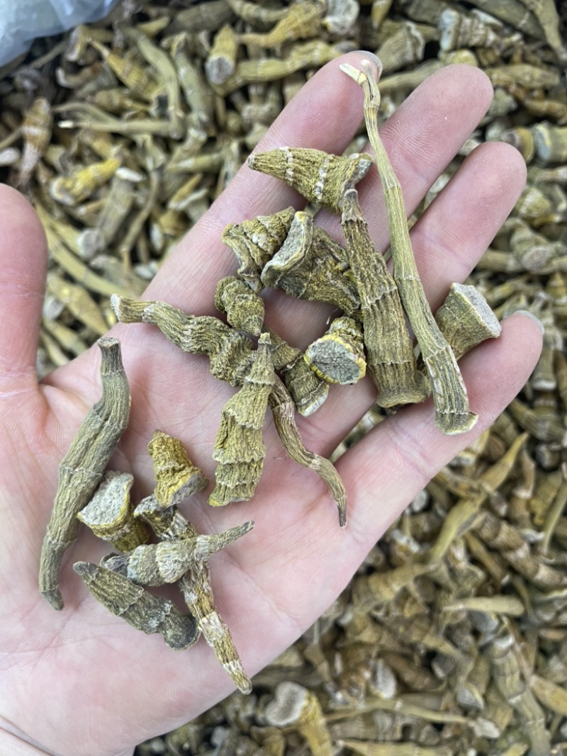 虎牙石斛大货批发一手货源